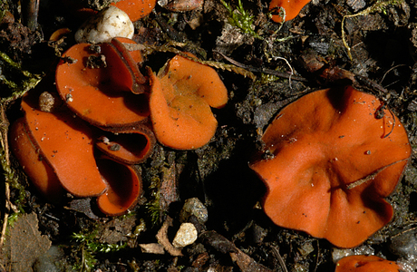 Menigroter Kurzhaarborstling (Melastiza chateri) - © Heinz Prelicz